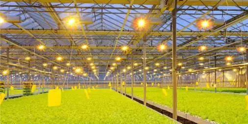 我國農業科技創新專利眾多，為何技術落地推廣之路依舊艱難？