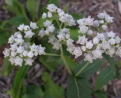 盤點以“雞”為名的植物 工業(yè)提取中的“雞”群奇觀