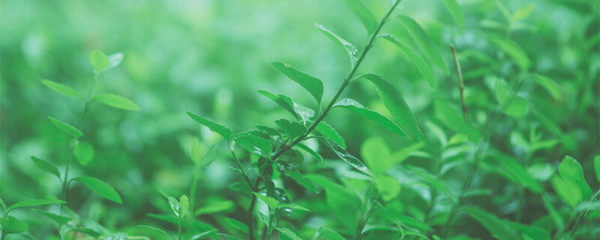 麻黃堿的植物來源與工業(yè)提取工藝