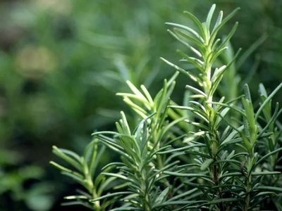 廚房香料植物-迷迭香篇 從餐桌到工業(yè)，深度解析迷迭香的提取與應(yīng)用
